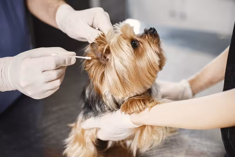 Opening Hours: An ear care appointment Ear care for Opening Hours